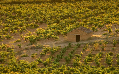 Vista de viñedos