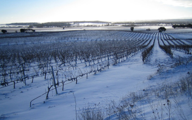 Viñedo nevado