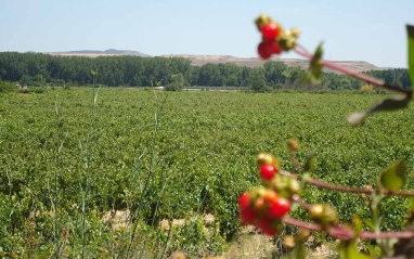 Viñedo Los Tres Marqueses