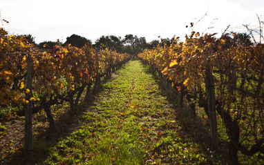 Viñedo en otoño