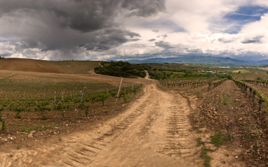 Camino en los viñedos de Beberide