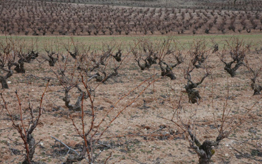 Los viñedos durante el invierno