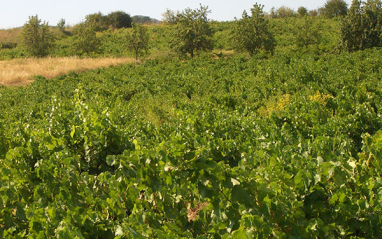 Panorámica del viñedo