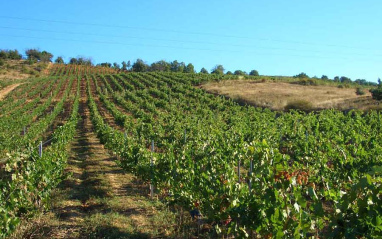 Vista del viñedo en hileras