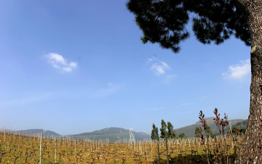 Panorámica de los viñedos