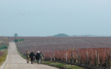 Camino junto al viñedo