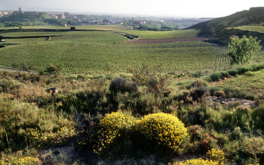 Panorámica del viñedo de Roda