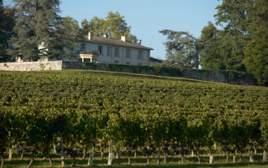 Viñedos con la bodega al fondo