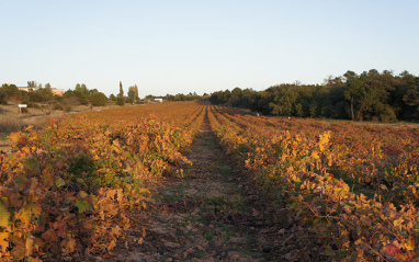 Viñedo en otoño