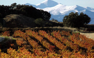 Viñedos en Ábalos