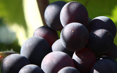 Pinot noir es una de las uvas clásicas de Champagne.