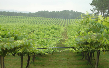 Viñedo en pérgola