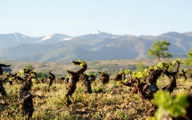 El Bierzo