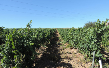 Panorámica del viñedo