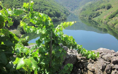 Vista del viñedo