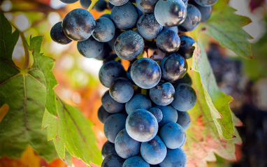 Racimo de uva Tempranillo