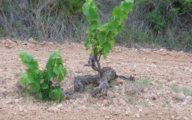 Viñas de Alemany i Corrio