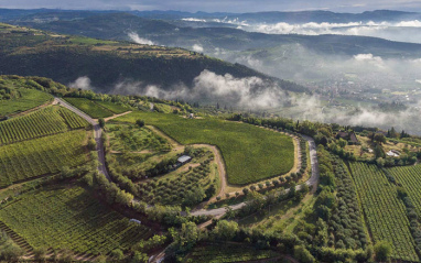 Viñedos de Allegrini