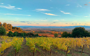 Panorámica de los viñedos