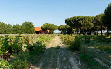 Camino entre las viñas