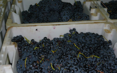 Uva en cajas de plástico