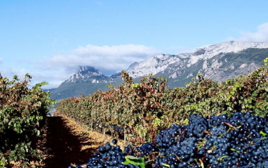 Paraje de viñedos en la Rioja Alavesa