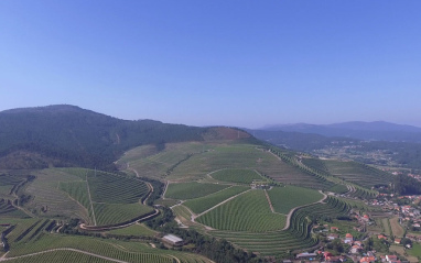 Un viñedo de 90 hectáreas