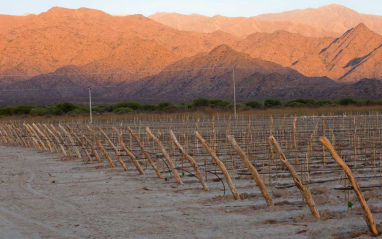 Viñedo de Amalaya