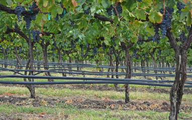 Viñedos con riego de agua del río Columbia