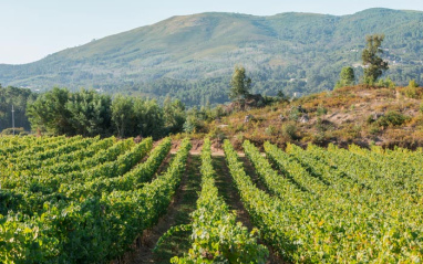 Viñedo de la denominación Vinho Verde