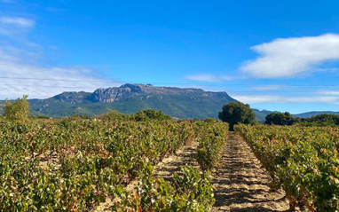 Vista general de los viñedos