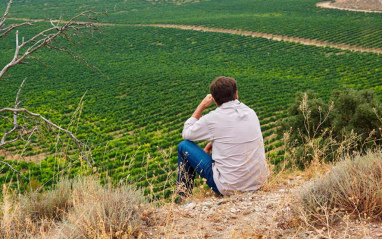 Panorámica de viñedos