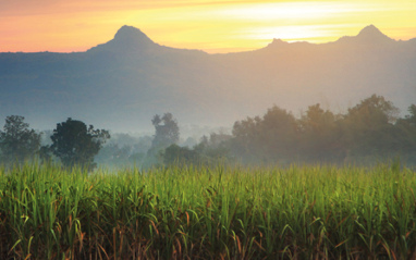 Campos de cultivo