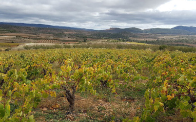 Viñedos de Baldovar 923 en otoño