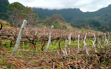 Las viñas forman parte del fascinante paisaje de esta isla portuguesa.