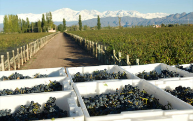 Malbec recién vendimiada