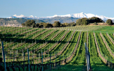 Panorámica del viñedo