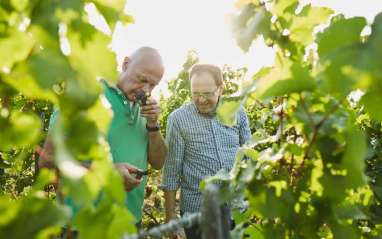 Seleccionando al pie del viñedo