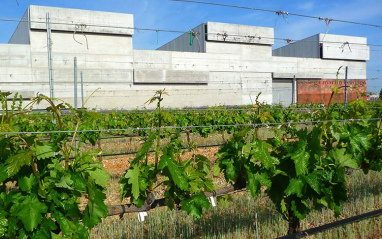 Viñedo en verano junto al edificio de bodega