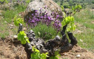 Flores en las viñas