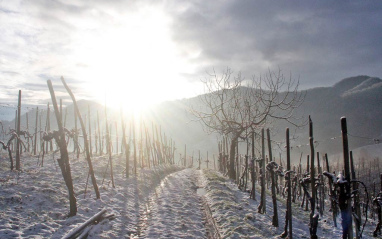 Viñedos nevados