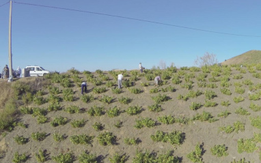 Trabajos en viñedo