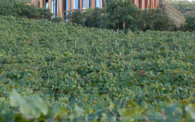 Viñedo en flor