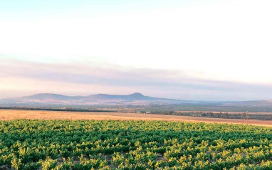 Panorámica de viñedos en Swartland (Sudáfrica)