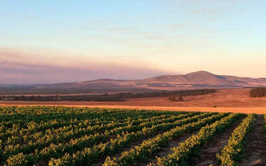 Viñedos cultivados de manera orgánica