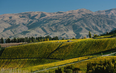 Viñedo con las montañas detrás