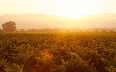 Viñedos al atardecer