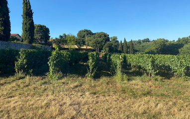 El paisaje alrededor de la bodega