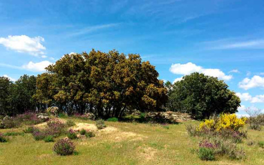 Entorno de San Martín de Valdeiglesias