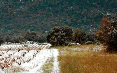 Viña con restos de nieve